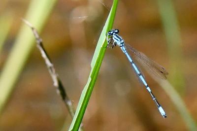 Agrion jouvencelle