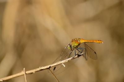 Sympétrum sanguin 