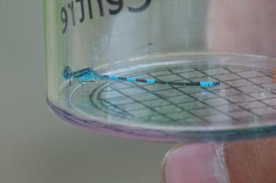 Agrion mignon 