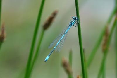 Agrion jouvencelle