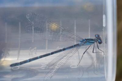 Agrion porte-coupe