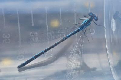 Agrion porte-coupe