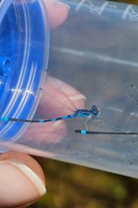 Agrion mignon 