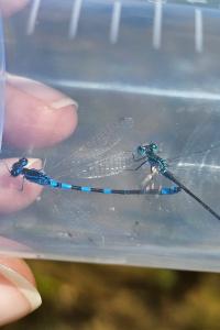 Agrion mignon 