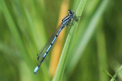 Agrion jouvencelle
