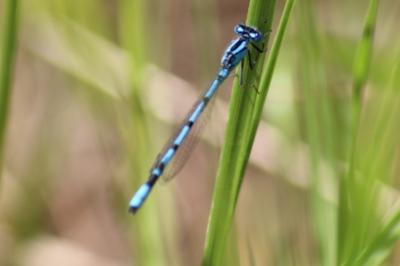 Agrion porte-coupe