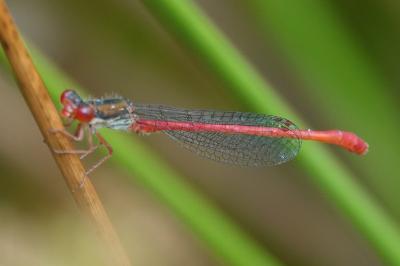 Agrion délicat