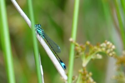 Agrion élégant