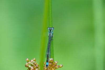 Agrion nain 