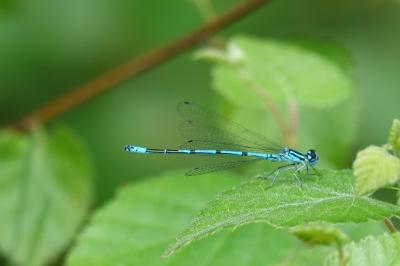 Agrion jouvencelle