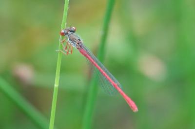 Agrion délicat