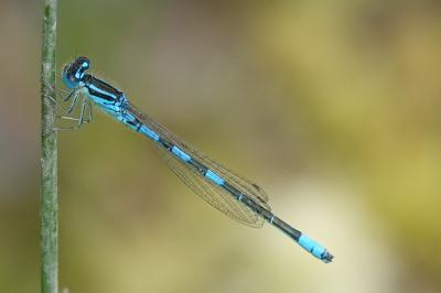 Agrion mignon 