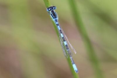 Agrion mignon 