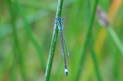 Agrion élégant