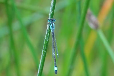Agrion élégant