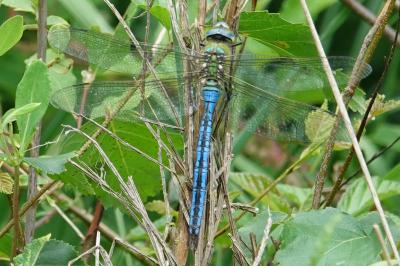 Anax empereur 