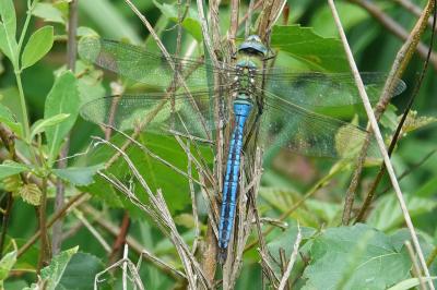 Anax empereur 