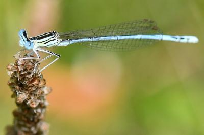 Agrion à larges pattes