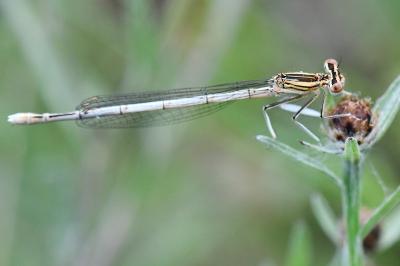 Agrion à larges pattes