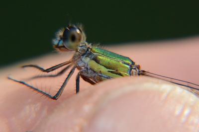 Chalcolestes viridis