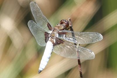 Libellule déprimée 