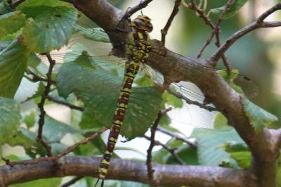 Aeschne bleue 