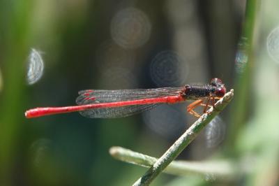 Agrion délicat