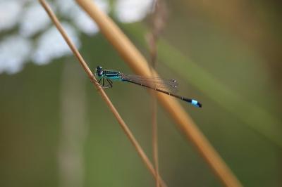 Agrion élégant