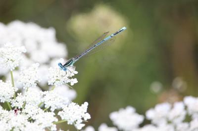 Agrion à larges pattes