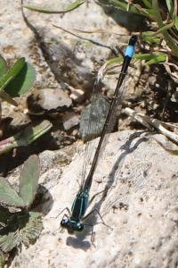 Agrion élégant