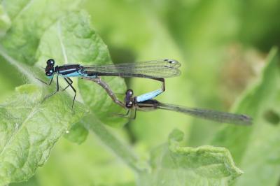 Agrion élégant