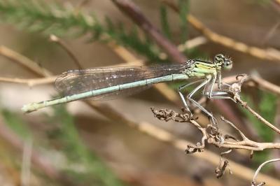 Agrion à larges pattes