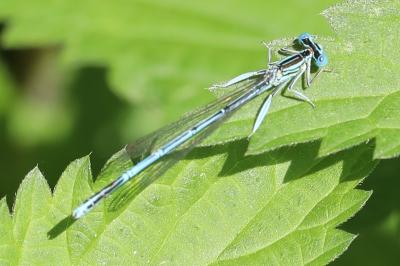 Agrion à larges pattes