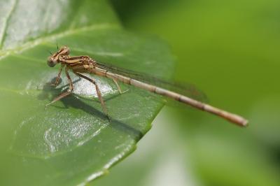 Agrion à larges pattes