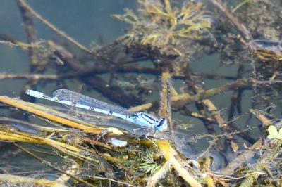 Agrion porte-coupe