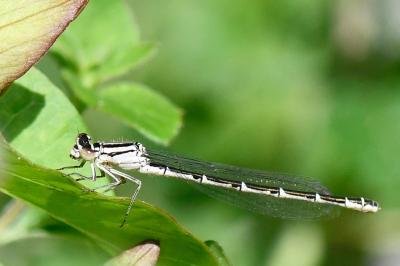 Agrion porte-coupe