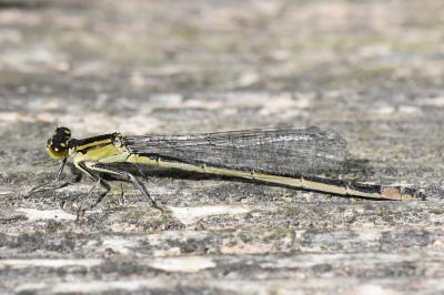 Agrion élégant