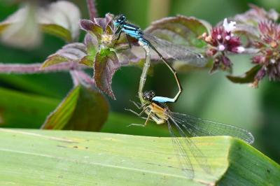 Agrion élégant