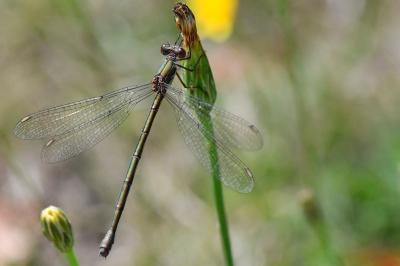Leste vert