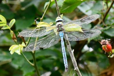 Anax empereur 