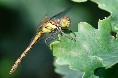 Sympétrum fascié 