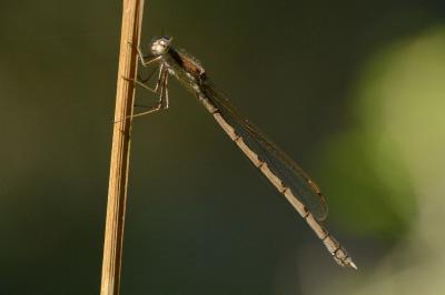 Sympecma fusca