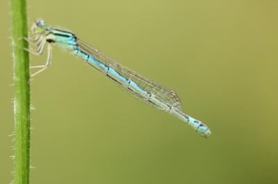 Agrion mignon 