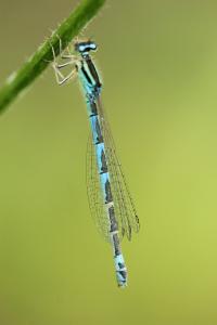 Agrion mignon 
