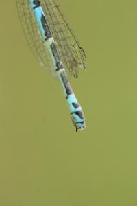 Agrion mignon 