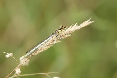 Agrion à larges pattes