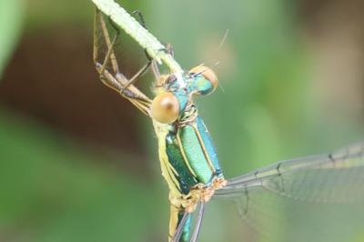 Leste vert