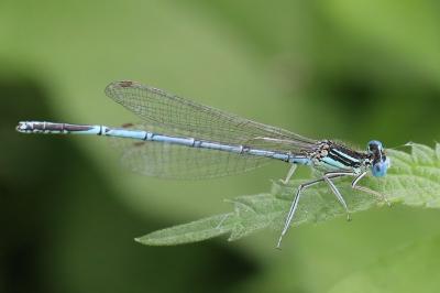 Agrion à larges pattes
