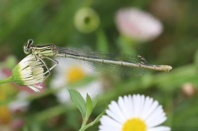 Agrion à larges pattes