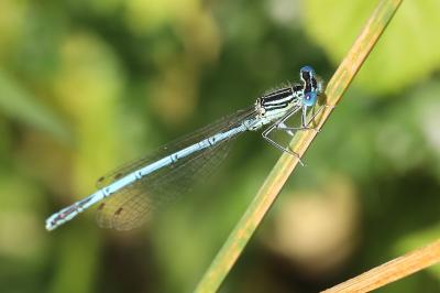 Agrion à larges pattes